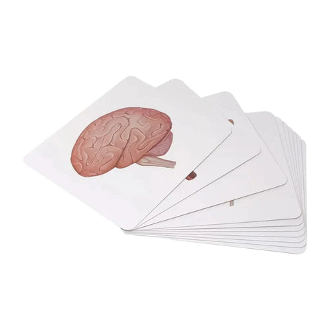 Brainsmith Quantum Cards Organs Of The Human Body