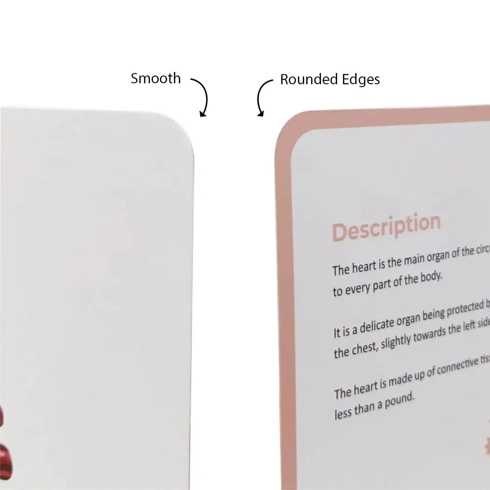 Brainsmith Quantum Cards Organs Of The Human Body