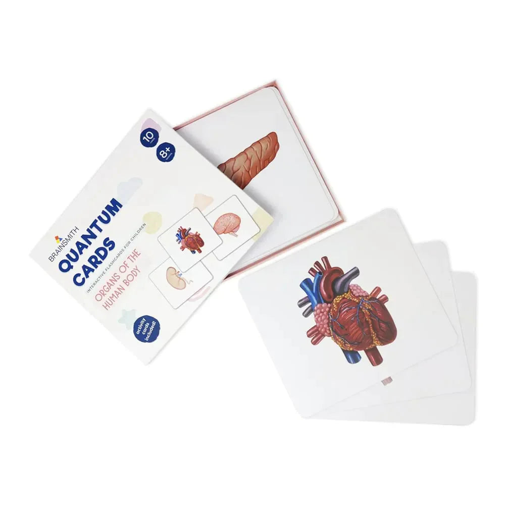 Brainsmith Quantum Cards Organs Of The Human Body